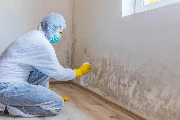 Licensed Black Mold Remediation service in Onancock, VA - Car Mold Remediation